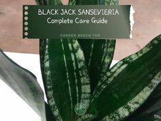 a close up of a plant with the words black jack sanaveria complete care guide