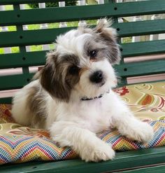 a small dog sitting on top of a green bench