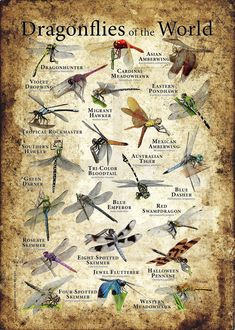 the dragonflies of the world are shown in an old style poster with different colors and sizes