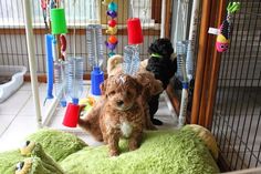 two small dogs are playing with toys in a cage