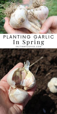 someone holding garlic in their hand with the words planting garlic in spring written below it