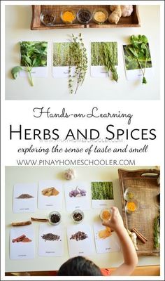 hands - on learning herbs and spices exploring the sense of taste and smell with play homeschool