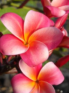 pink and yellow flowers with green leaves in the background