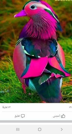 a colorful bird sitting on top of green grass