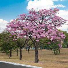 pink flowers are blooming on trees along the side of the road in an open field