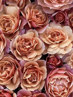 many pink flowers are arranged together on the ground