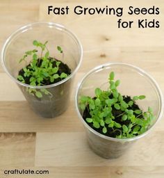 two plastic cups filled with green plants on top of a wooden table and text overlay that reads fast growing seeds for kids