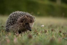 a hedgehog is walking through the grass with its head turned to look at something