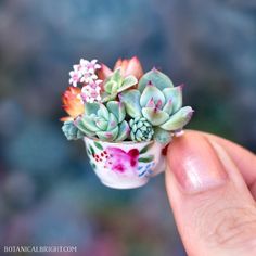 a tiny succulent plant sitting in a small flower pot on someone's finger