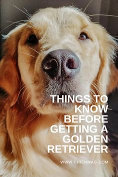 getting a golden retriever worth it? Golden Retriever Rescue, Dead Hair, A Golden Retriever, One Home, Game Birds, Types Of Dogs, Large Dog Breeds, Dog Snacks