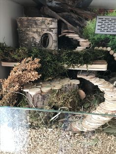 an assortment of plants and rocks in a display case