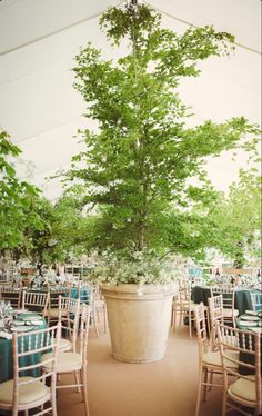 a large potted plant sitting on top of a table covered in blue linens