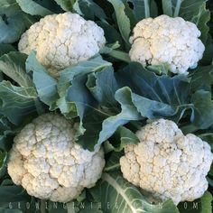 several cauliflower heads are growing in the garden