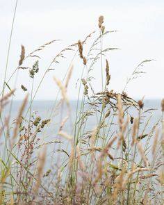 tall grass with water in the background