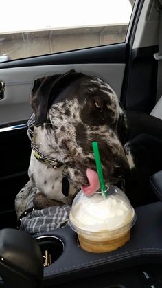 a black and white dog sitting in the back seat of a car drinking milk from a cup