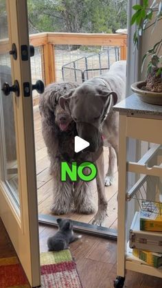 a dog is standing outside with its mouth open and looking at another dog through the glass door