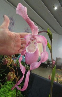 a pink flower being held up by someone's hand in front of some plants