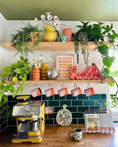 some plants are sitting on the shelves in this kitchen