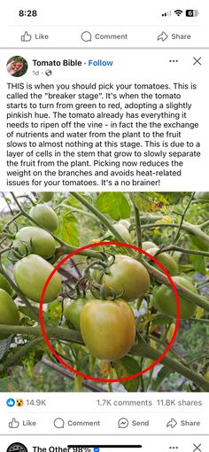 an image of tomatoes growing on a tree with the caption that reads, this is when you should pick your tomatoes