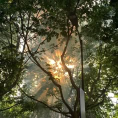 the sun is shining through the trees in the forest