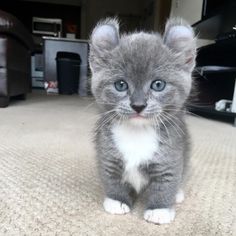 a small gray kitten sitting on top of a rug