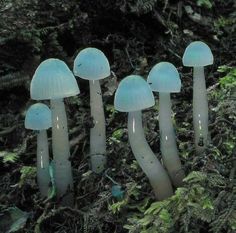 several blue mushrooms growing out of the ground