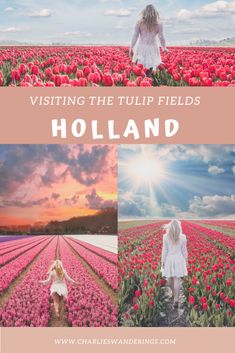 the tulip fields in holland with text overlay reading visiting the tulip fields holland