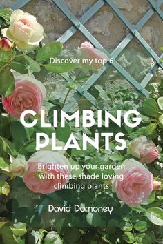 climbing plants with these shade loving climbing plants is an excellent way to learn how to climb