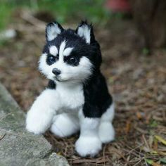 a small black and white puppy sitting on the ground