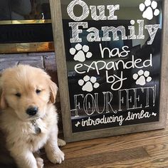 a dog sitting next to a sign that says our family has expanded by four feet