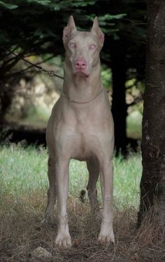 a large brown dog standing next to a tree