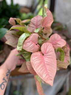 a plant with pink and green leaves on it's stems, in a pot