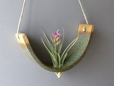 an air plant hanging from a wall