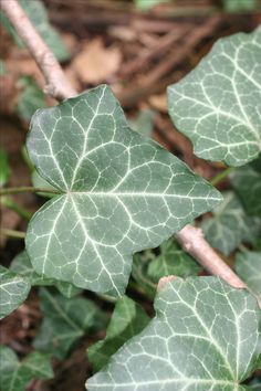 a close up of a leaf on a plant