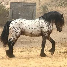 a black and white spotted horse walking in the dirt