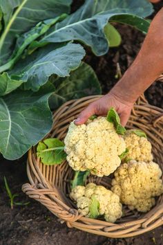 a person picking cauliflower from a basket in the ground next to some plants