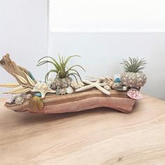 an air plant is sitting on top of a piece of driftwood with sea shells and starfish