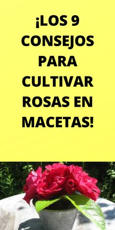 a red rose in a white vase on a table with the words los 9 consejos para cultivar rosas en ages en macetass