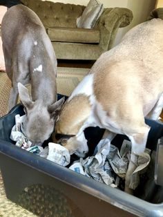 two dogs are eating out of a bin full of papers and paper towels on the floor