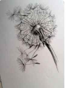 a drawing of a dandelion on a piece of paper