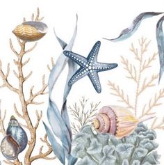 watercolor painting of seashells, starfish and seaweed on white background