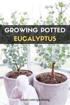 two potted plants with the words growing potsted eucalypus on them