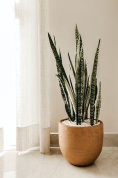 a large potted plant sitting on top of a white floor next to a window