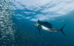 a large group of fish swimming in the ocean next to a school of herrings