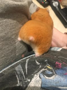 a hamster is sitting on someone's lap