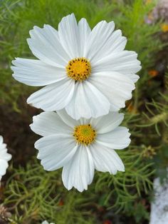 three white flowers with yellow center surrounded by greenery