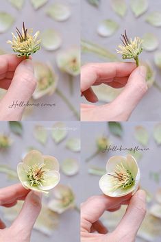 four pictures of flowers being held by someone's hand