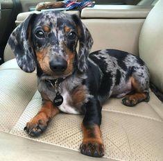 a dachshund puppy sitting in the back seat of a car