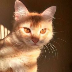 a cat sitting on top of a table next to a radiator and looking at the camera