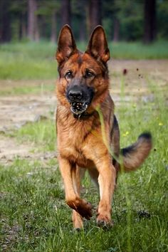 a german shepherd dog running through the grass